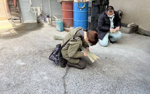 品質の劣る藺草の分別