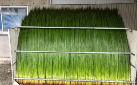 泥染め前の藺草