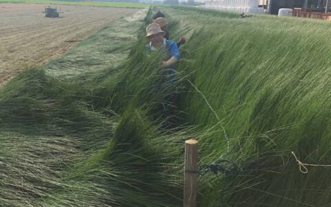 背丈ほど育つ藺草