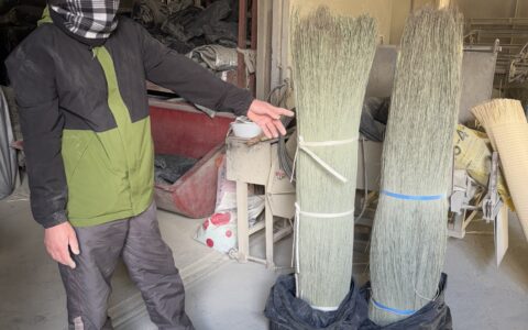 選別前(右)と後(左)