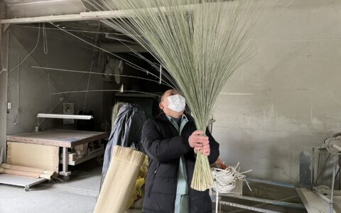 品質の劣る藺草、折れた藺草の抜き取り